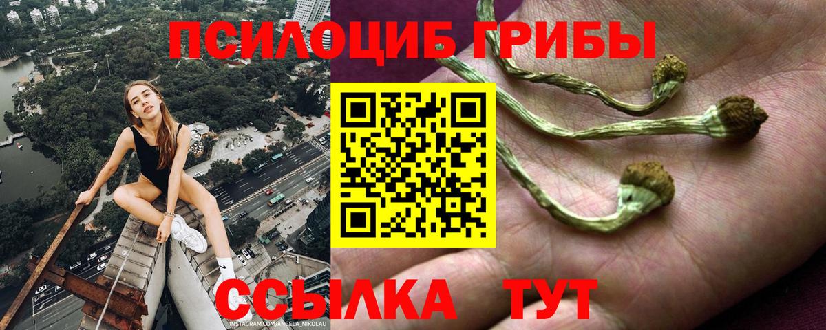Псилоцибиновые грибы Psilocybe Приморско-Ахтарск